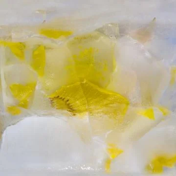 Frozen   flower of  iris Stock Photos