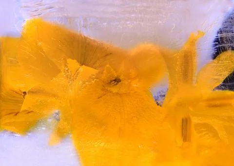 Frozen   flower of  iris Stock Photos