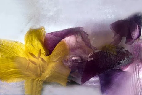 Frozen   flower of  iris Stock Photos