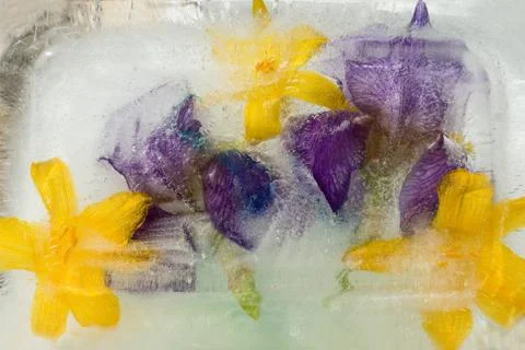 Frozen   flower of  iris Stock Photos
