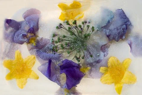 Frozen   flower of  iris Stock Photos