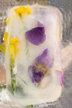 Frozen   flower of  iris Stock Photos