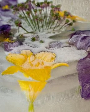 Frozen   flower of  iris Stock Photos