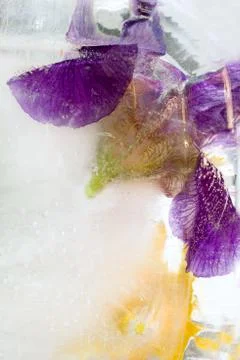 Frozen   flower of  iris Stock Photos