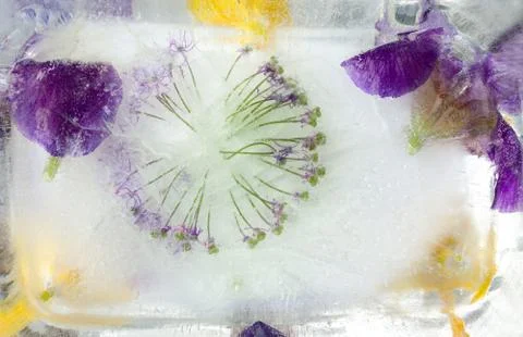 Frozen   flower of  iris Stock Photos