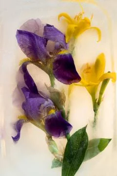Frozen   flower of  iris Foto stock