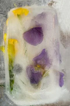 Frozen   flower of  iris Foto stock