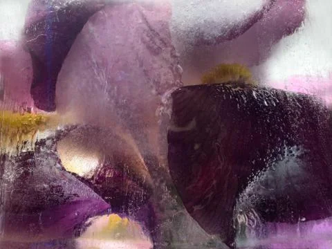 Frozen   flower of  iris Stock Photos