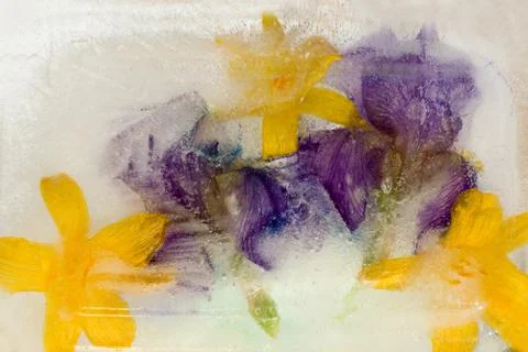 Frozen   flower of  iris Stock Photos