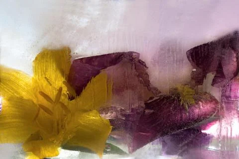 Frozen   flower of  iris Stock Photos