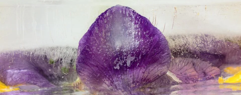 Frozen   flower of  iris Stock Photos
