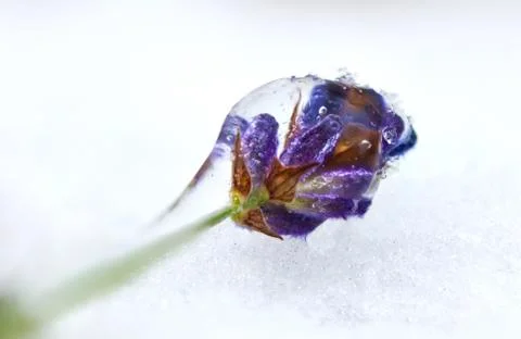 Frozen flower of lavender Foto stock