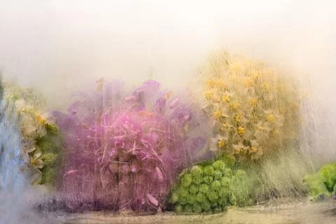 Frozen   flower of         milfoil Foto stock