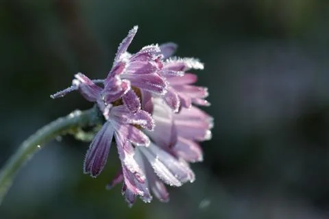 Frozen flower Foto stock