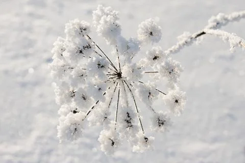 Frozen flower 스톡 사진