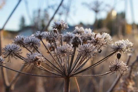 Frozen flower Stock Photos