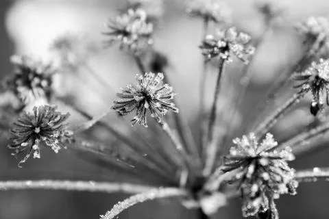 Frozen flower. Stock Photos