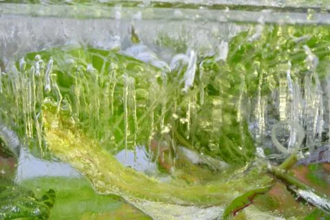 Frozen flower Stock Photos