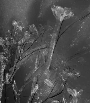 Frozen flower Stock Photos