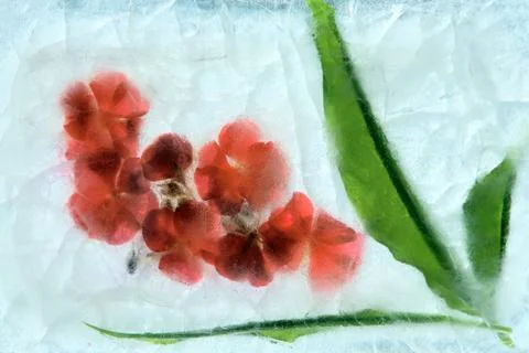 Frozen  flower Stock Photos