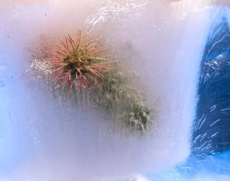 Frozen   flower Stock Photos