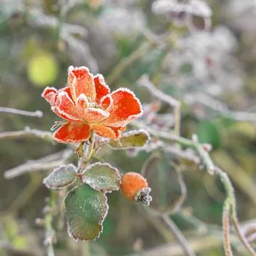 Frozen flower Stock Photos