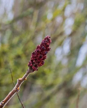 Frozen flower Photos