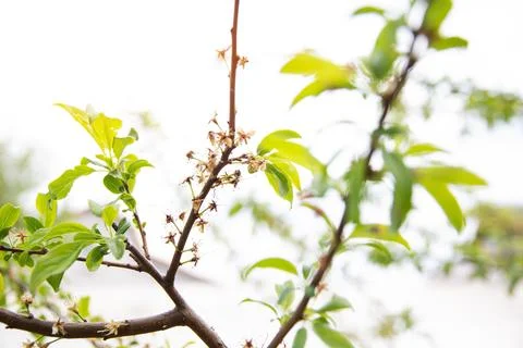 Frozen flowers of a fruit tree in spring. Frost in spring, damage to crops, copy 写真素材