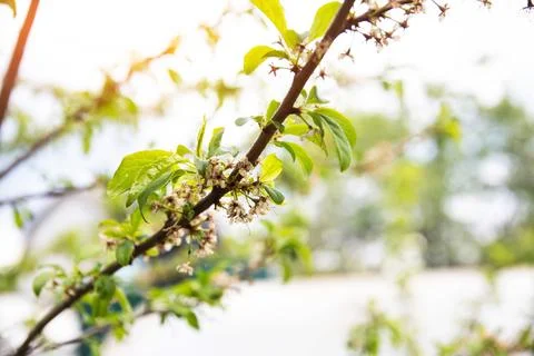 Frozen flowers of a fruit tree in spring. Frost in spring, damage to crops, copy Stock Photos