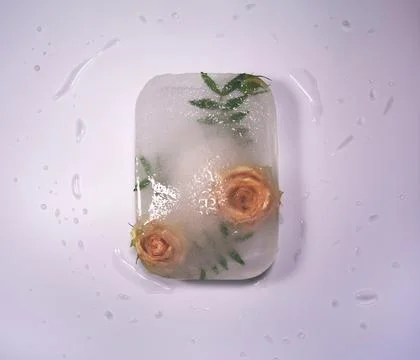 Frozen flowers. The idea of the coming of spring Stock Photos
