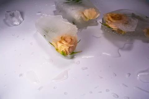 Frozen flowers. The idea of the coming of spring Stock Photos