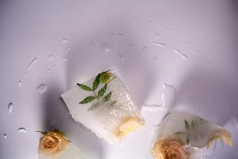 Frozen flowers. The idea of the coming of spring Stock Photos