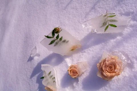 Frozen flowers. The idea of the coming of spring Stock Photos