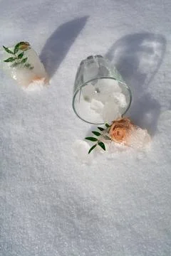 Frozen flowers. The idea of the coming of spring Stock Photos