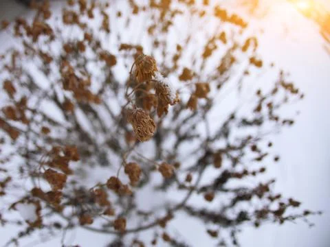 Frozen flowers Stock Photos