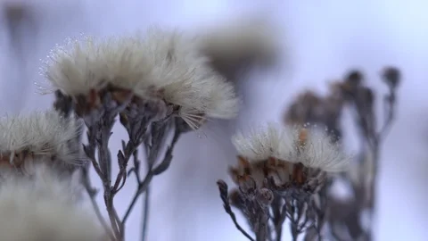 Frozen flowers under snow in Winter dry plants with rime close up Stock Footage 102273607