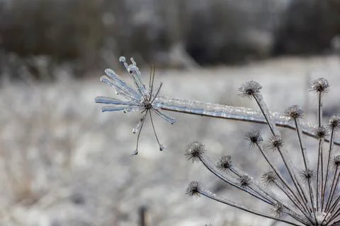 Frozen flowers in winter close-up Stock Photos