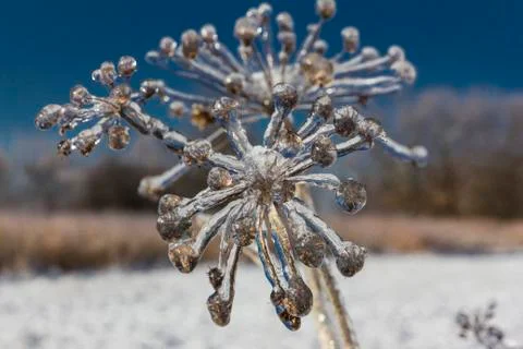 Frozen flowers in winter close-up Stock Photos