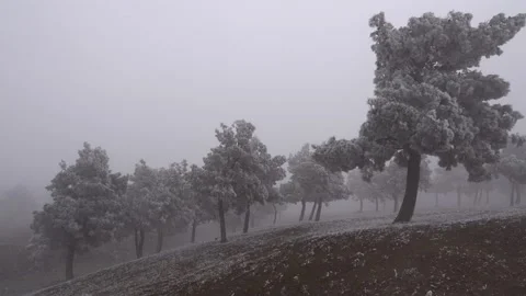 Frozen fog in the forest Stock Footage 221762766