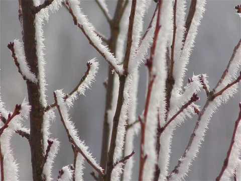 Frozen fog on tree branches  resembling icy flowers Stock Footage 74158561