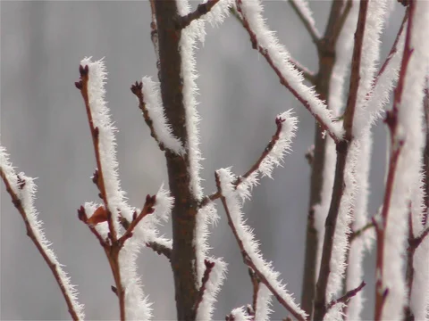 Frozen fog on tree branches  resembling icy flowers Stock Footage 74158612