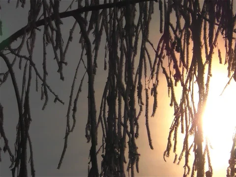Frozen fog on tree branches  resembling icy flowers Stock Footage 74158618
