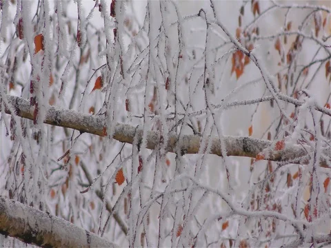 Frozen fog on tree branches  resembling icy flowers Stock Footage 74158760