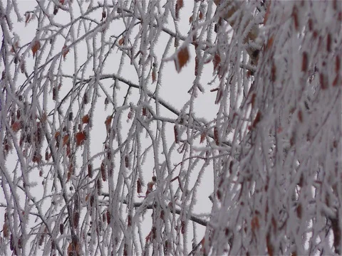 Frozen fog on tree branches  resembling icy flowers Stock Footage 74158771