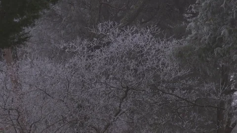 Frozen Fog on tree 動画素材 76327035