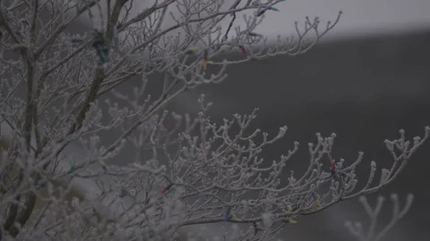 Frozen Fog on tree tight Stock Footage 76326998