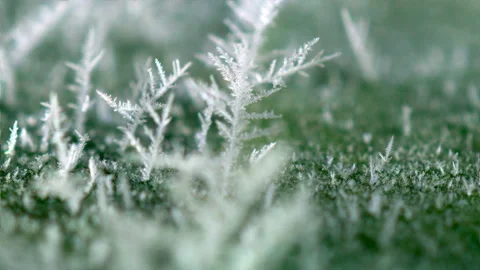 Frozen foliage Stock Footage 192322621