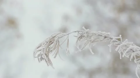 Frozen Stock Footage 12420661