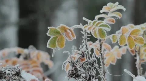 Frozen Stock Footage 12420673