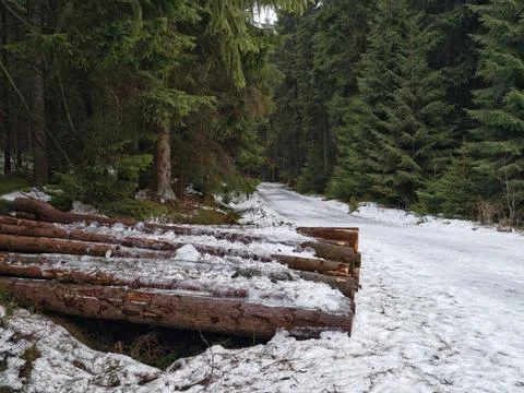 Frozen footpath through silent woods. Worn trail beside stacked firewood su.. Stock Photos